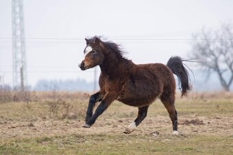 Welsh mountain pony - valach - 3