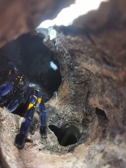 Poecilotheria metalica - 3