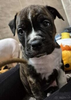 Americký stafordšírský terier s PP - 3