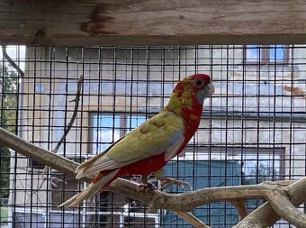 Letošní odchovy - 3