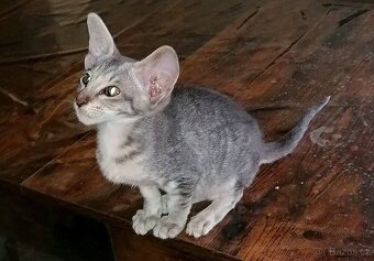 Orientální kočička s PP - 3