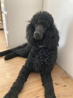 Pudl velký černý - 3