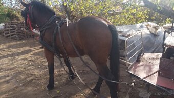 quarter horse X hucul - 3