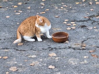 Daruji sedmiměsíčního kocourka - 3