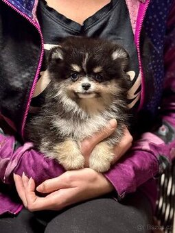 Pomeranian / Německý špic - 3