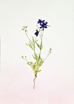 Prodám kvalitní herbář - 3