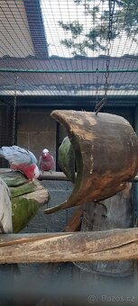 Prodám Penant červený straka, Papoušek Horský, Kakadu Růžový - 3