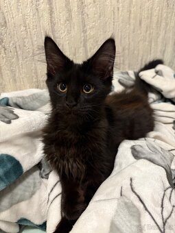 Minská mývalí koťata bez PP - 3