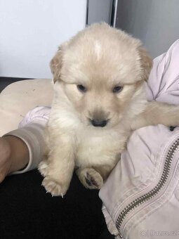 Prodám štěně zlatého retrívra fenka - 3