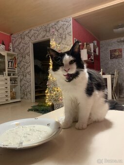 mainská mývalí s PP - půlroční kočička - 3