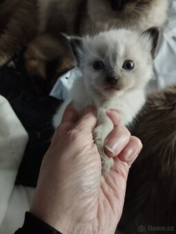 Prodám koťátka plemene ragdoll - 3