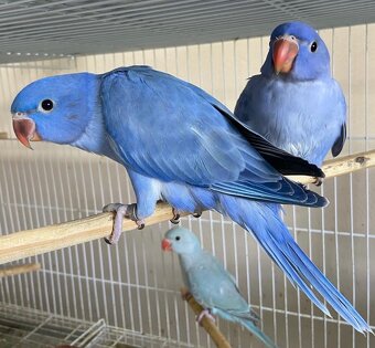 Alexandr velký a malý - 3