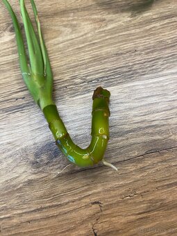 Aglaonema  - řízek s kořeny - 3