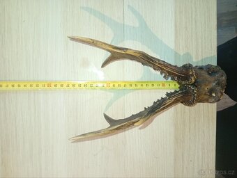 Sada srnčích trofejí (4 ks) - 3