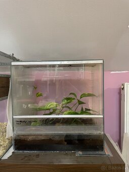 Rohatka cranwellova - 3