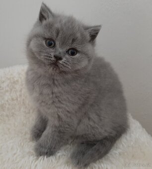 Britská koťata s PP - 3