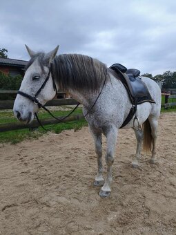 Pronájem P.R.E. - 3