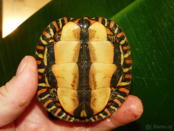 Želva kouzelná (Rhinoclemys pulcherima manni) - 3