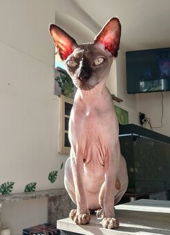 Kočička shynx - 3
