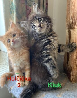 Mainská mývalí koťata bez PP - 3