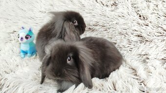 Zakrslý beránek, králíček, králík-MATTY A MENY - 3