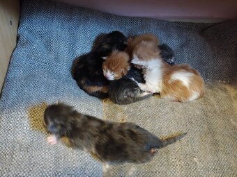 Mainská mývalí koťátka bez PP - 3