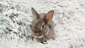 Zakrslý beránek,králíček,králík -(REX)-DIANA - 3