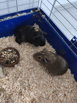 Daruji morčátka - 3