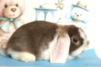 ❤️ Minilop samička ❤️ - 3