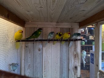 Kakariki červenočelý - 3