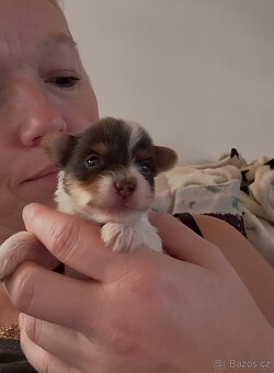 Jorkšírsky teriér s PP Biro pejsek - 3