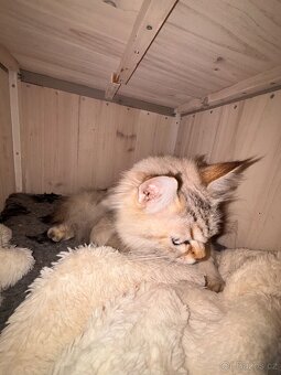 Ragdoll - 3