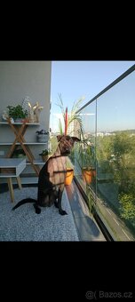 Mexický naháč s PP FCI velký - 3