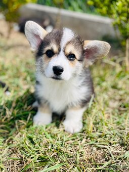 Welsh corgi pembroke s PP (FCI) - 3