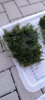 Christmas moss - 3