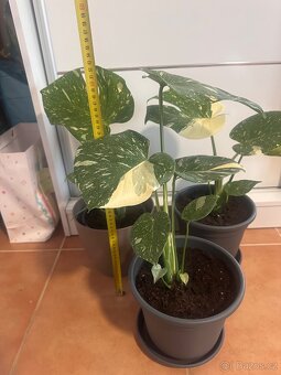 Monstera Thai Constellation - 3