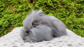 Zakrslý králík, králíček -(TEDDY)-OLAF A OLINA - 3