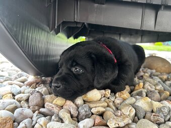 Stenatka labradora s Prukazem puvodu - rezervace - 3