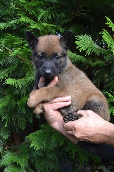 Belgický ovčák - malinois - 3
