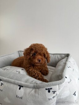 Maltipoo f1 Standard - 3