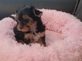 Jorkširský teriér s PP, - 3