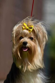 Jorkširský teriér s PP, - 3