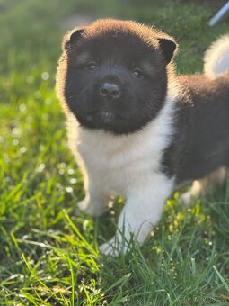 Americká akita - štěňata - 3