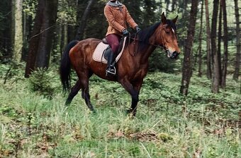 Hodná 14i letá klusačka - 3