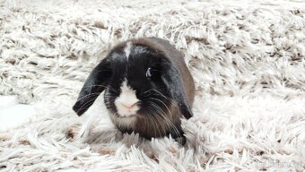 Zakrslý beránek, králíček, králík - LADY - 3