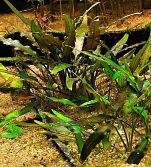 akvarijní rostlinky - 3