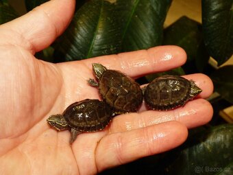 Klapavka obecná (Sternotherus odoratus) - 3