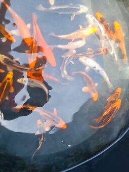 KOI kapr - 3
