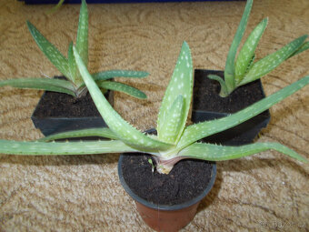 Aloe vera - 3