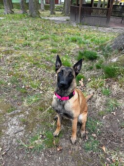 Belgický ovčák malinois s PP- fenka 6 měsíců - 3